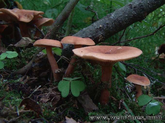 Lactarius tabidus