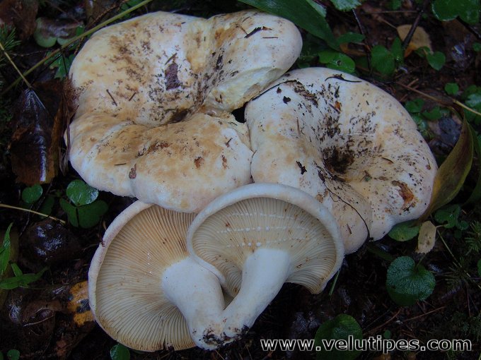 Lactifluus bertillonii