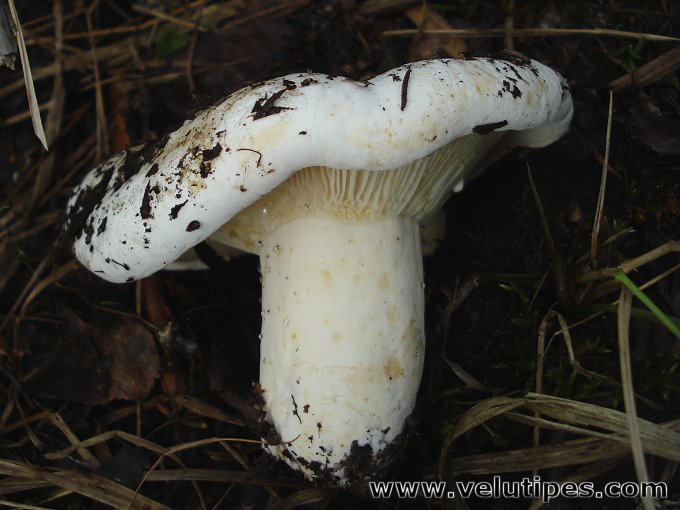 Lactifluus bertillonii