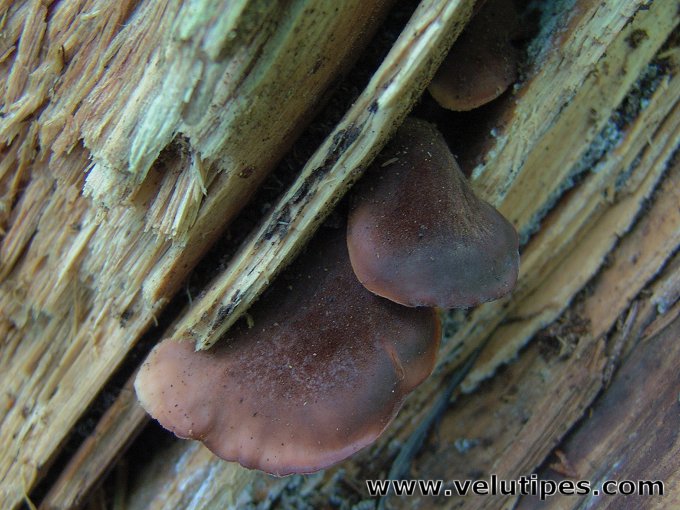 Lentinellus castoreus