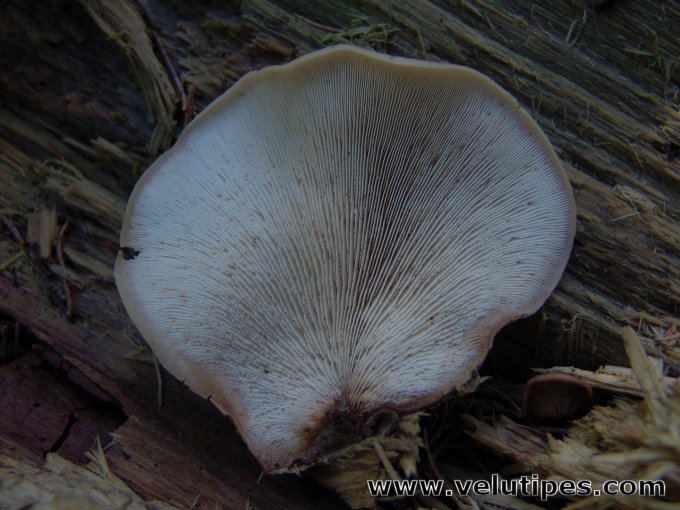 Lentinellus castoreus