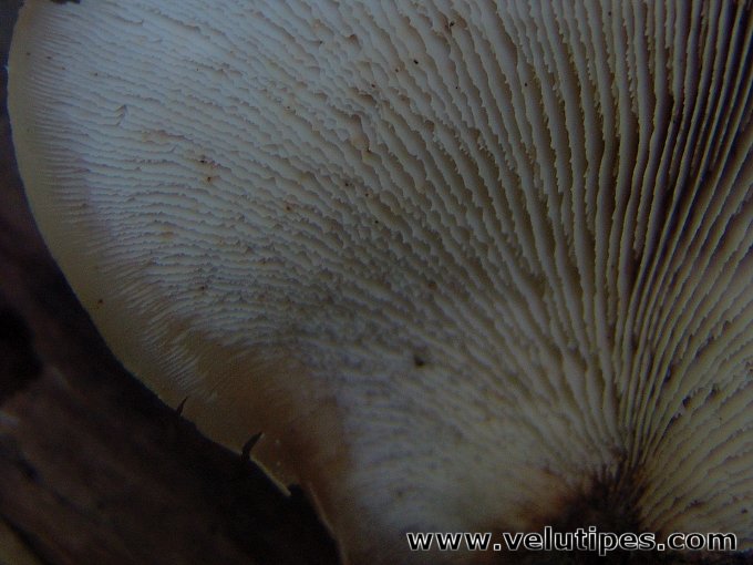 Lentinellus castoreus