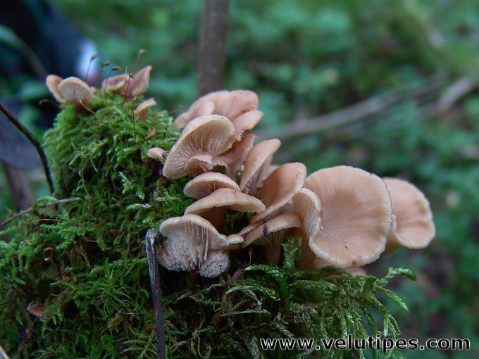Lentinellus flabelliformis