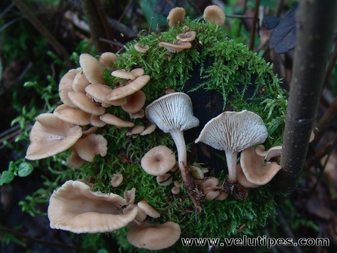 Lentinellus flabelliformis