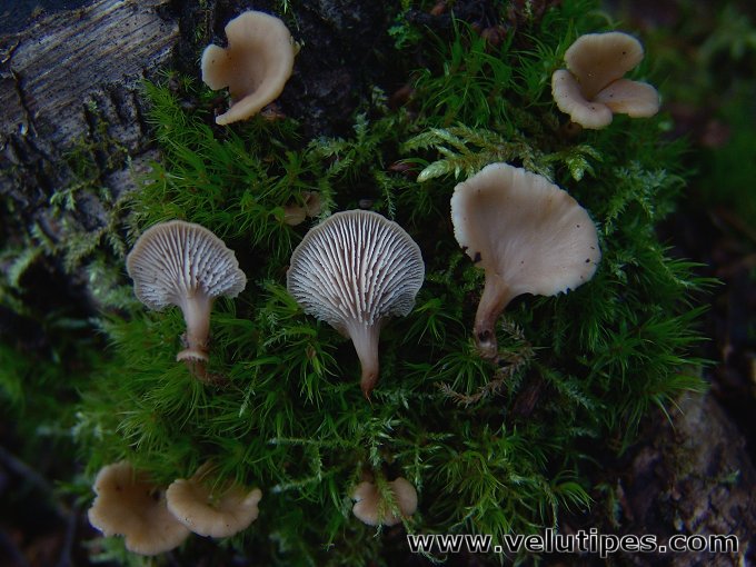 Lentinellus flabelliformis