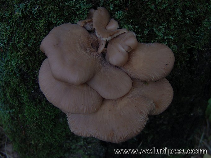 Lentinellus vulpinus