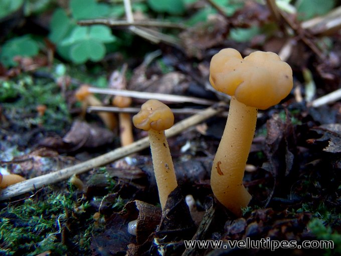 Leotia lubrica