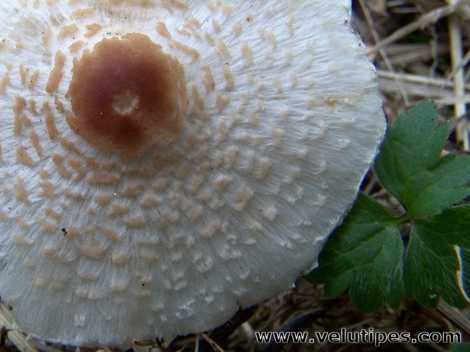 Lepiota cristata