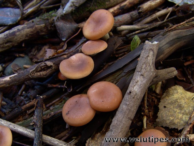 Lepista flaccida