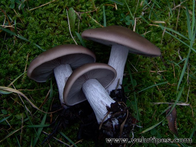 Lepista nuda