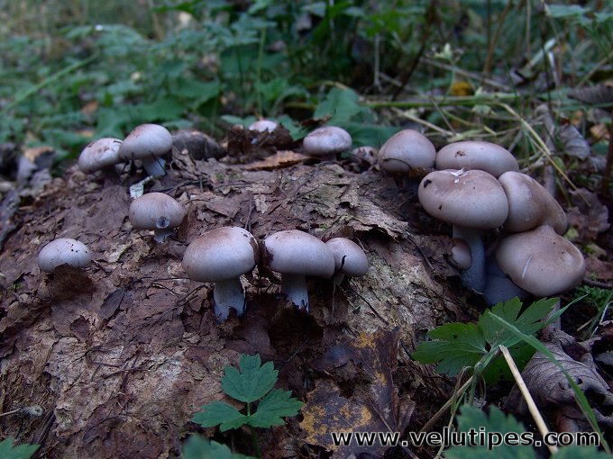 Lepista nuda