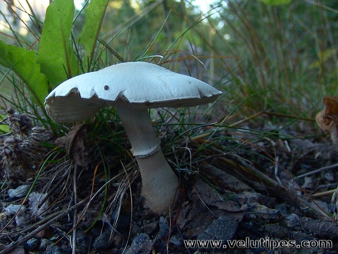 Leucoagaricus leucothites