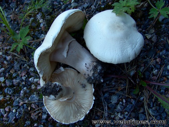 Leucoagaricus leucothites