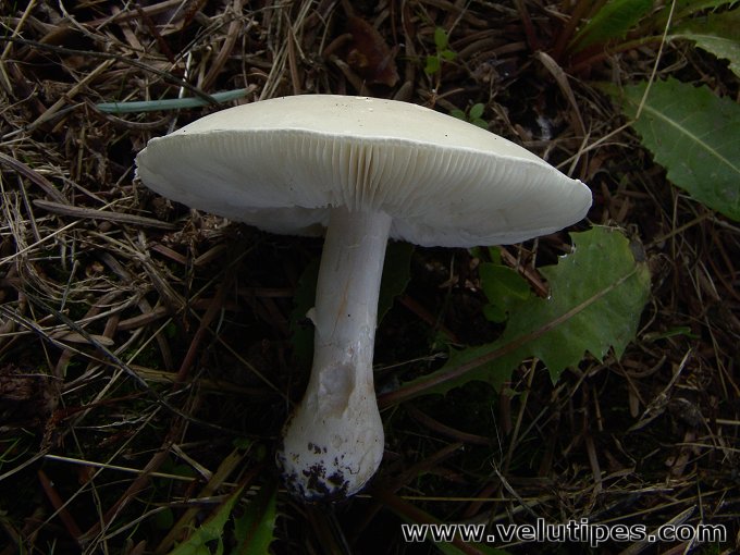Leucoagaricus leucothites