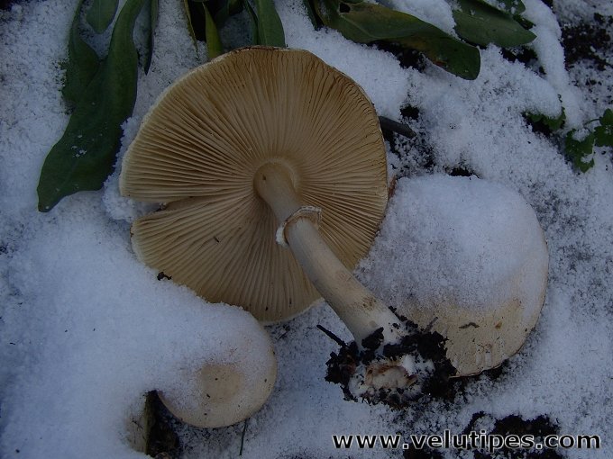 Leucoagaricus leucothites