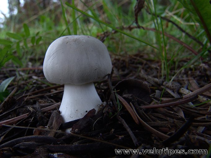 Leucoagaricus leucothites