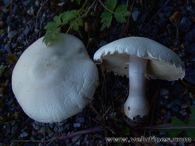 Leucoagaricus leucothites