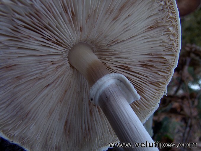 Leucoagaricus leucothites