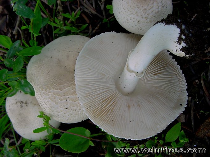 Leucoagaricus leucothites
