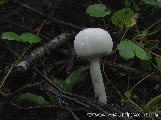 Leucoagaricus leucothites