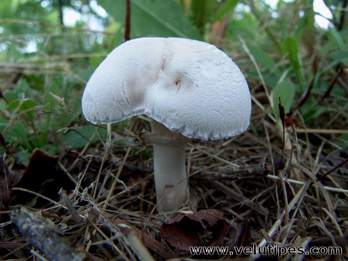 Leucoagaricus leucothites
