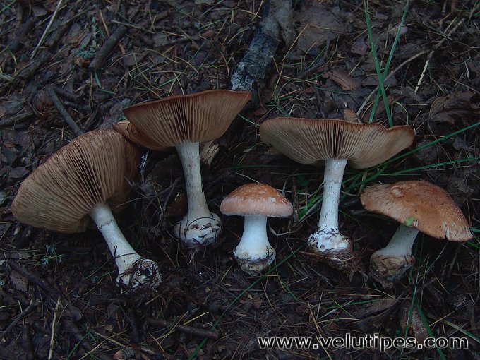 Leucocortinarius bulbiger