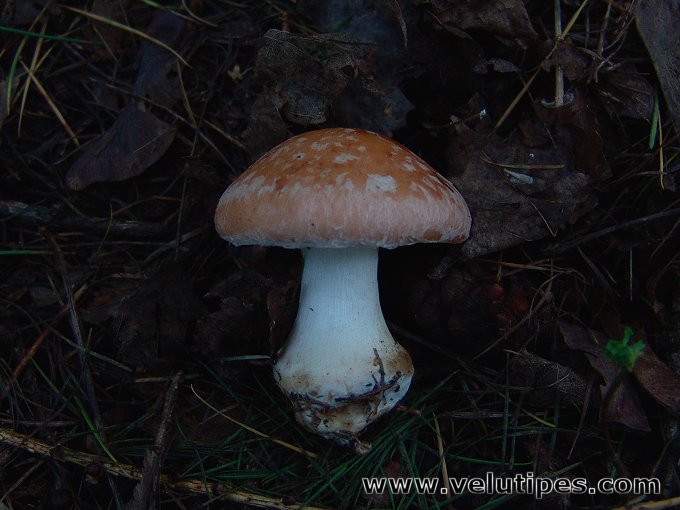 Leucocortinarius bulbiger