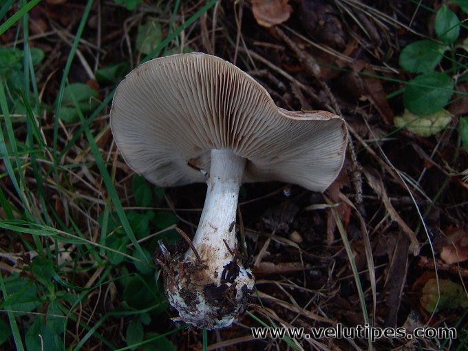 Leucocortinarius bulbiger