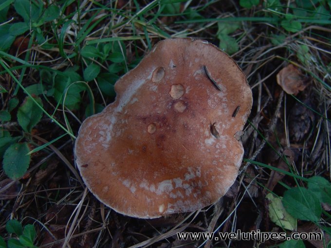 Leucocortinarius bulbiger