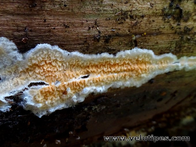 Leucogyrophana sp.
