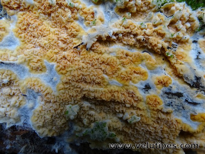 Leucogyrophana sp.