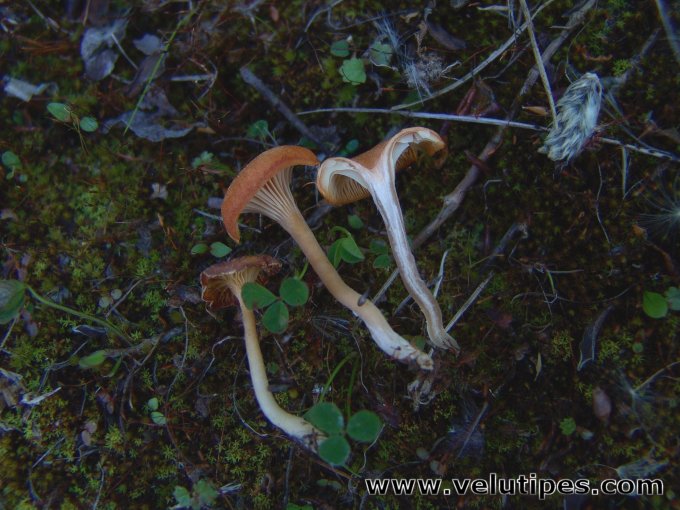 Loreleia marchantiae