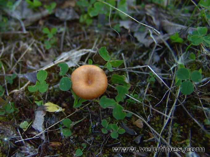 Loreleia marchantiae