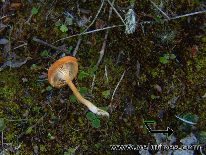 Loreleia marchantiae