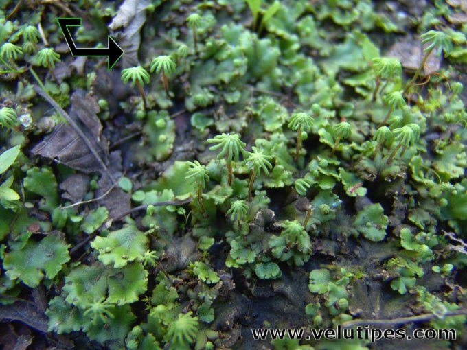 Marchantia polymorpha