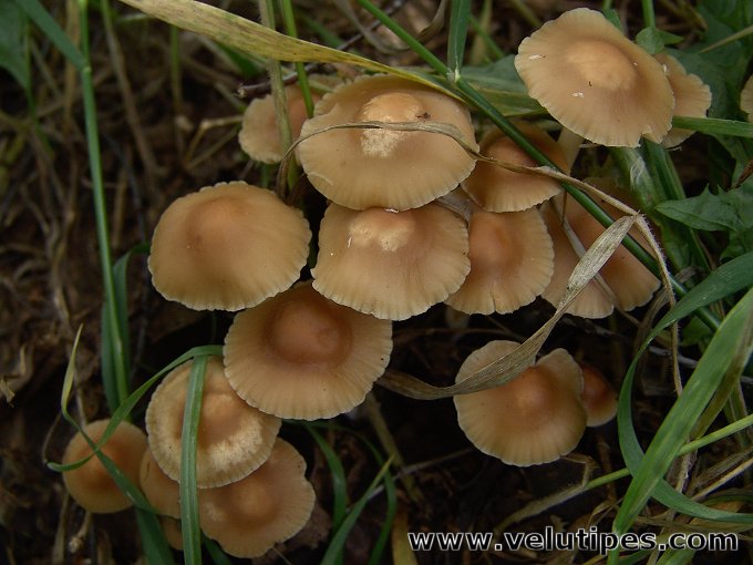 Marasmius oreades