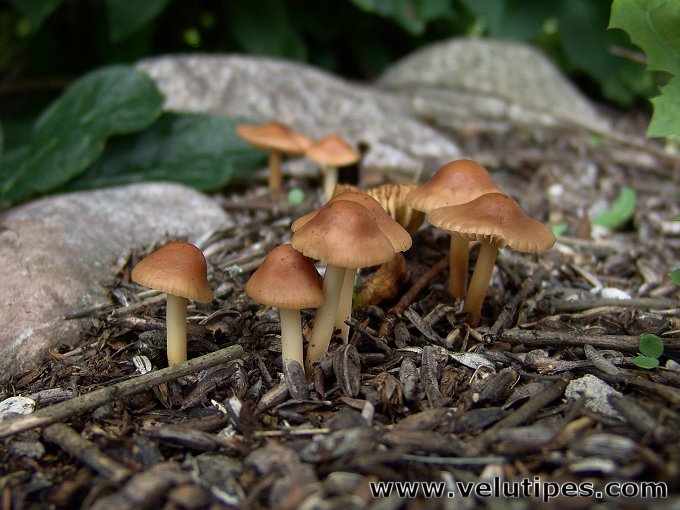 Marasmius oreades