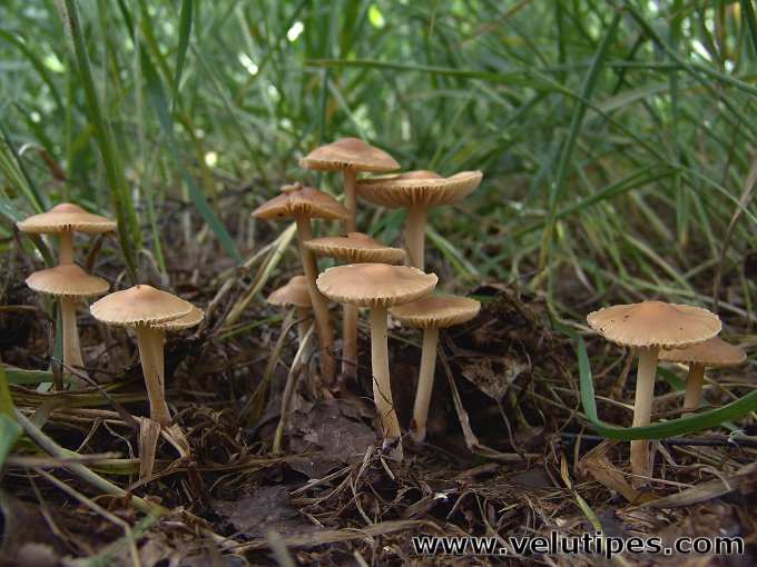 Marasmius oreades