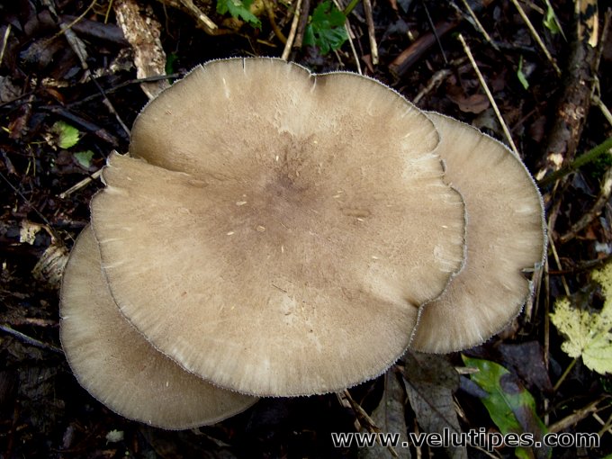 Megacollybia platyphylla
