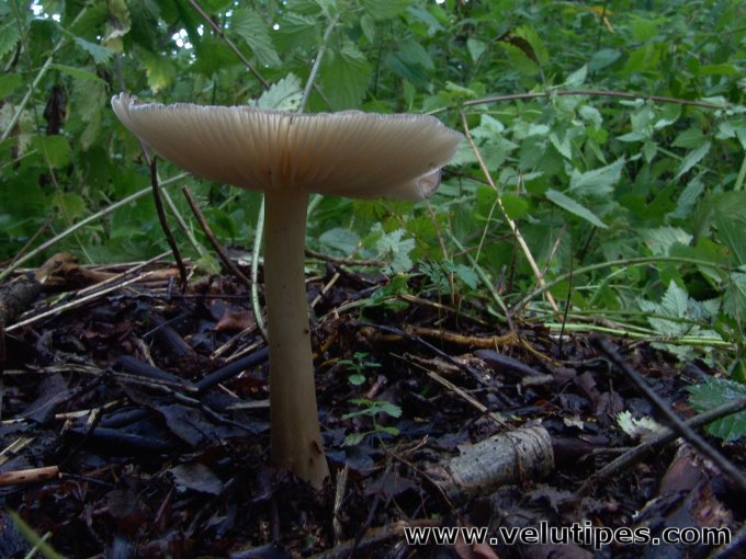 Megacollybia platyphylla