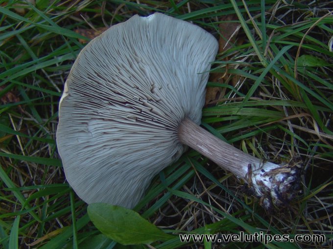 Melanoleuca grammopodia