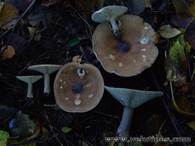 Melanoleuca grammopodia