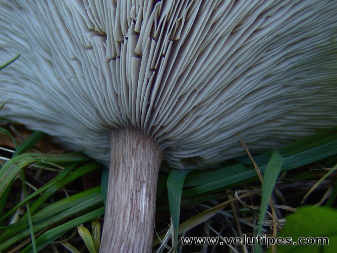 Melanoleuca grammopodia