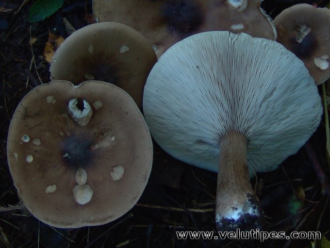 Melanoleuca grammopodia