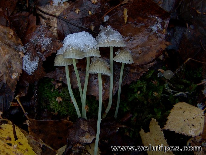 Mycena epipterygia