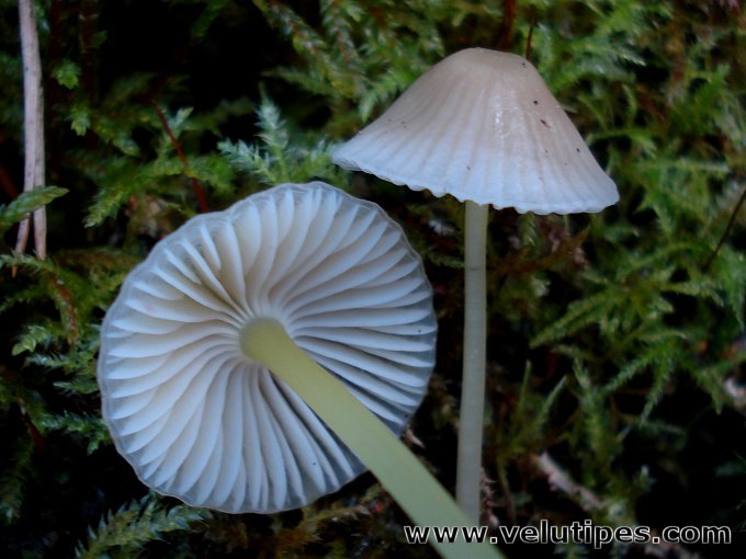 Mycena epipterygia