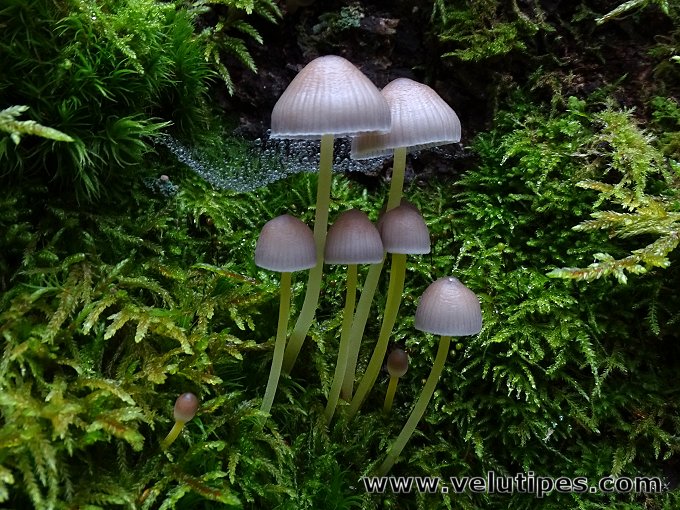 Mycena epipterygia