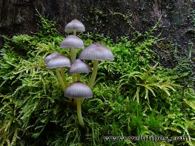 Mycena epipterygia