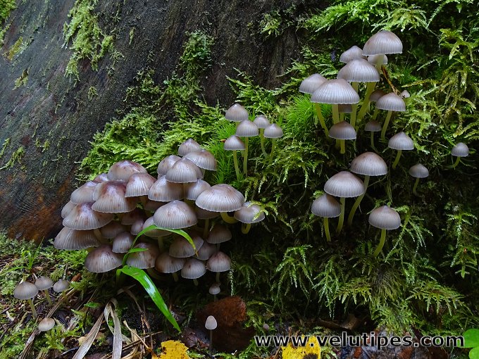 Mycena epipterygia