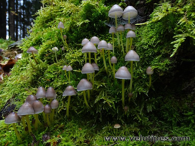 Mycena epipterygia